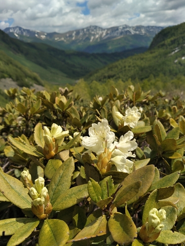 Rhododendron caucasicum, photograph 5