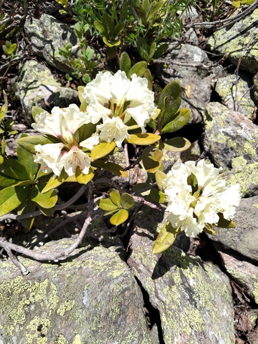 Rhododendron caucasicum, photograph 6