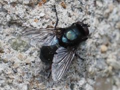 Protophormia terraenovae