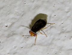 Geocoris ruficeps