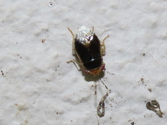 Geocoris ruficeps