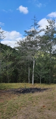 Afrocanthium mundianum