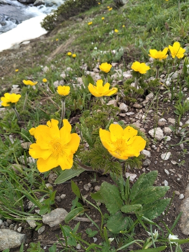Pulsatilla aurea, photograph 6