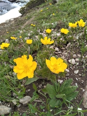 Pulsatilla aurea, photograph (c) andreikayak, some rights reserved (CC BY)