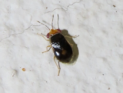Geocoris ruficeps
