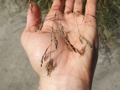 Oloptum miliaceum