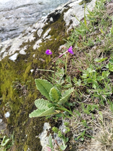 Primula amoena, photograph 5