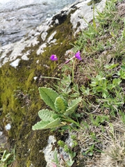 Primula amoena, photograph (c) andreikayak, some rights reserved (CC BY)