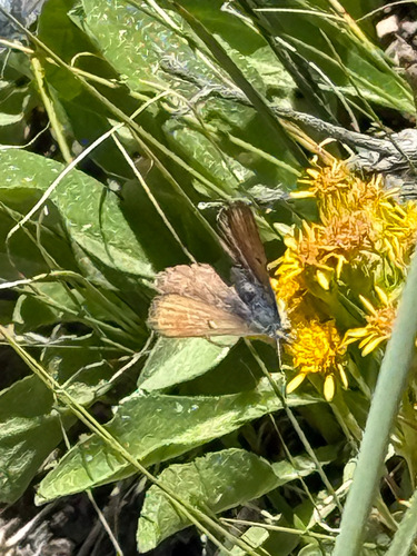 iNaturalist observation photo of Sierra Blue
