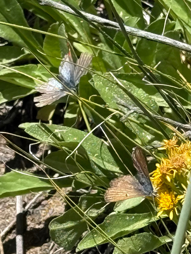 iNaturalist observation photo of Sierra Blue