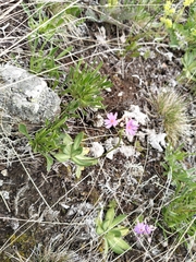 Primula algida, photograph (c) andreikayak, some rights reserved (CC BY)