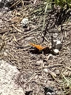 iNaturalist observation photo of Brush-footed Butterflies
