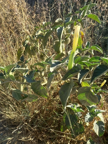 downy thorn-apple