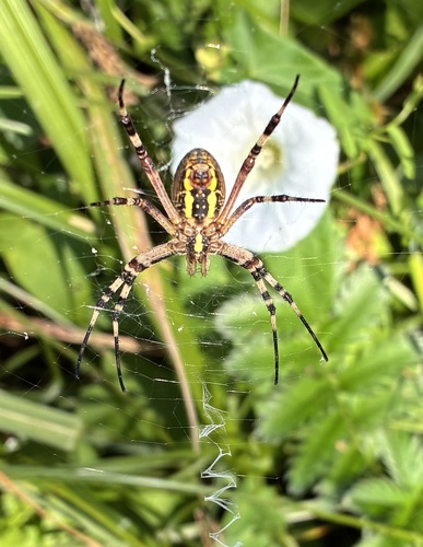 Wasp Spider