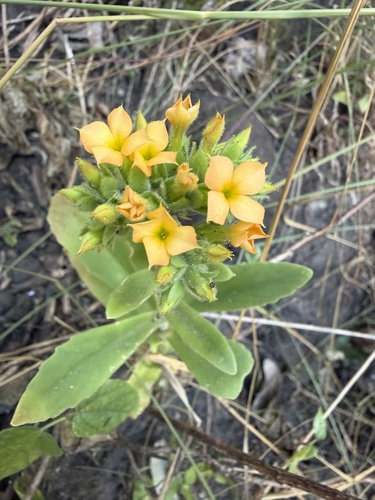 Kalanchoe lanceolata, photograph 3