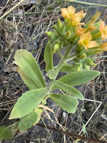 Kalanchoe lanceolata, photograph 4