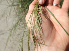Oloptum miliaceum