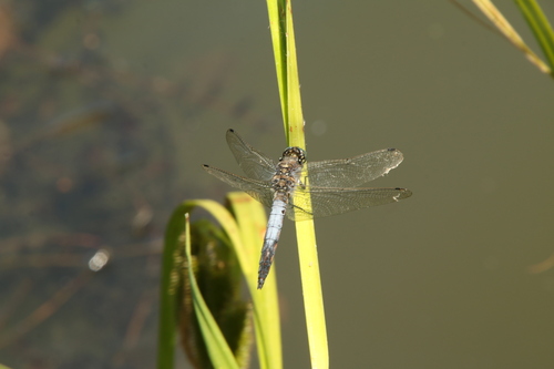 Black-tailed Skimmer