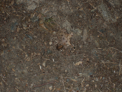 Spiny Toad