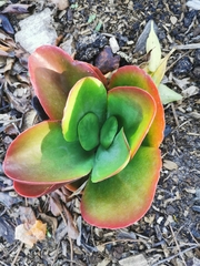 Kalanchoe luciae