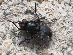 Protophormia terraenovae