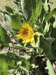 Wyethia