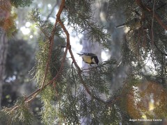 Parus major