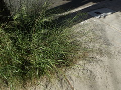 Oloptum miliaceum