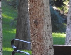 Certhia brachydactyla