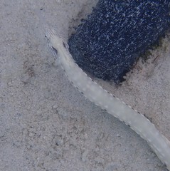 Corythoichthys haematopterus