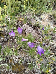 (c) andreikayak, some rights reserved (CC BY) Campanula tridentata, photograph (c) andreikayak, some rights reserved (CC BY)