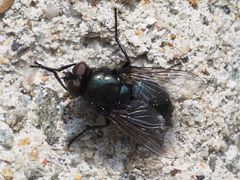 Protophormia terraenovae