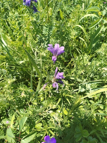 Dracocephalum austriacum, photograph 4