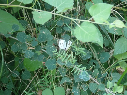 Large White