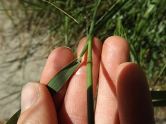 Oloptum miliaceum
