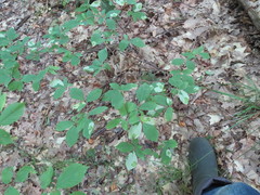 Leucanthiza dircella