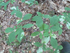 Leucanthiza dircella