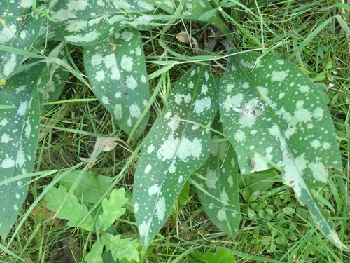 Narrow-leaved Lungwort