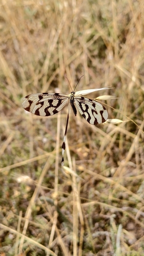 Sinuated Spoonwing