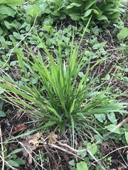 Elymus hystrix hystrix