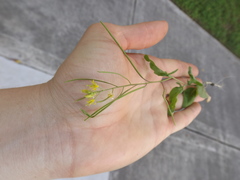 Sisymbrium irio