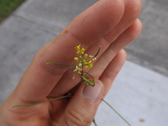 Sisymbrium irio