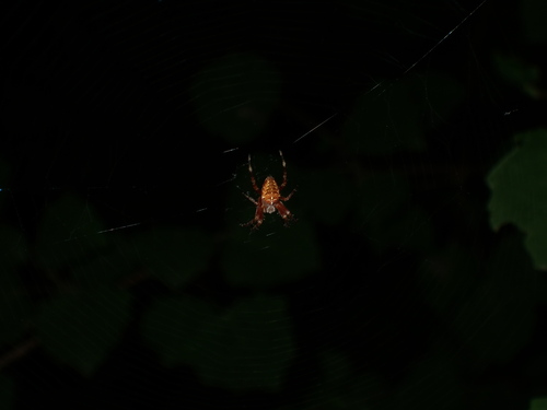 Cross Orbweaver