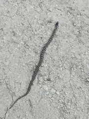 Elaphe quatuorlineata