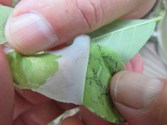 Leucanthiza dircella