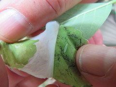 Leucanthiza dircella