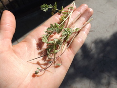 Erodium cicutarium