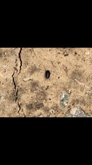 Diaperinae
