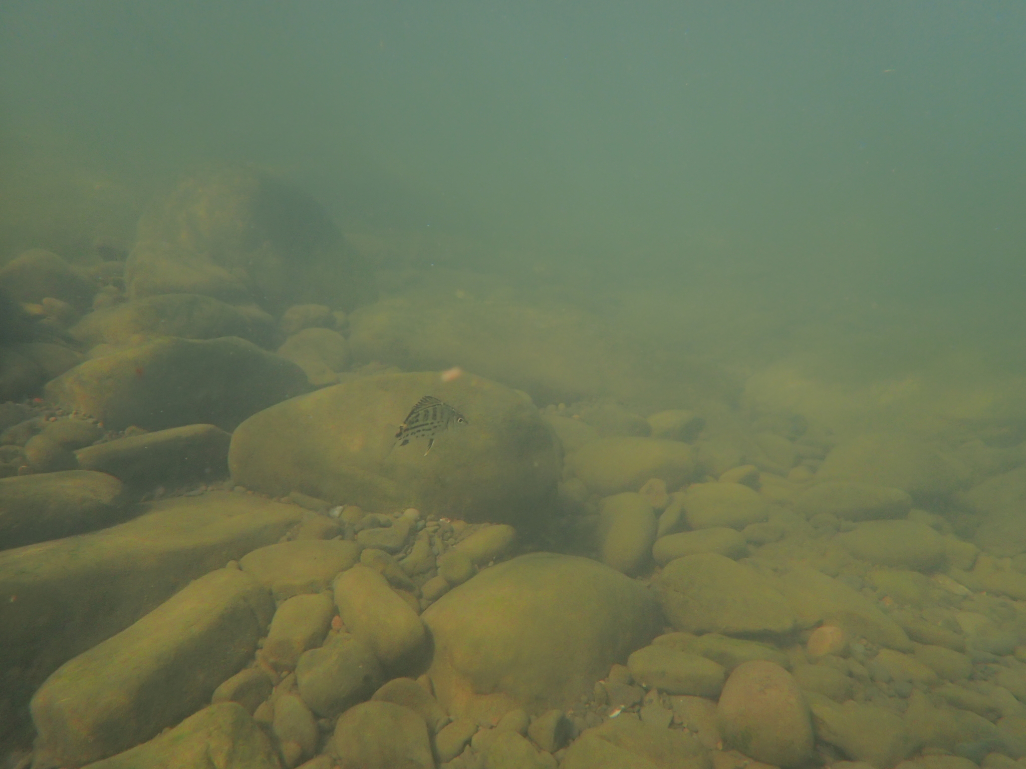 Tapiroid Grunter photo 7