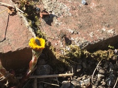 Tussilago farfara
